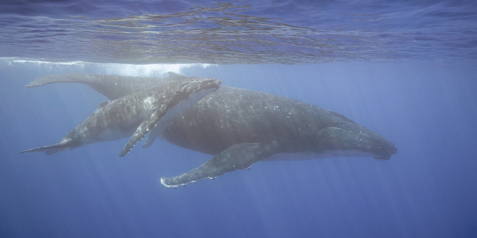A humpback whale and her calf swimming just below the surface in the clear blue water off Moorea, French Polynesia